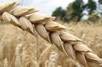 Российская пшеница не поедет в Турцию