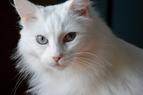 Кошки с разными глазами: турецкие ваны оказались под угрозой исчезновения