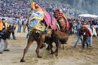 Репортаж с традиционной турецкой борьбы верблюдов