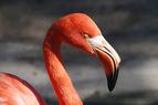 Турецкое озеро Туз всё реже посещают фламинго