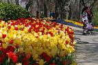 В апреле Стамбул расцветёт тюльпанами