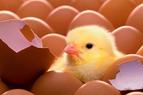 Россельхознадзор разрешил еще трем предприятиям Турции возобновить поставки инкубационных яиц