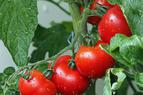 В Минсельхозе сообщили, что квота на ввоз помидоров из Турции в Россию еще не выбрана