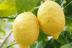 Власти Турции ввели ограничения на экспорт лимонов из страны до августа