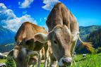 «Массовый импорт крупного рогатого скота указывает на конец животноводства в Турции»