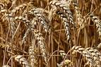 Турция будет импортировать зерно, чтобы предотвратить рост цен на фоне низкого производства