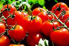 Турецкие помидоры могут попасть на российский рынок в этом сезоне