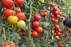 Минсельхоз России предложил отложить снятие запрета на ввоз турецких томатов на 2-3 года