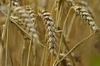 Поставки российской пшеницы в Турцию не восстановились до прежнего объёма