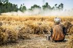 Как изменение климата влияет на сельское хозяйство Турции?