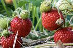 Клубничный урожай Силифке в Турции стимулирует масштабный экспорт на мировые рынки