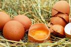 Глава союза: Турция начала экспорт куриных яиц в Россию, проблем с поставками не будет
