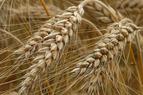 Минсельхоз России ожидает увеличение цен на зерно из-за турецкого запрета на экспорт