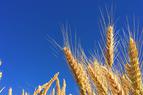 Газета: Временный запрет на импорт Турцией пшеницы не отразится негативно на ее рынках