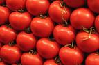 Россия увеличит объём ввоза томатов из Турции до 100 тыс. тонн
