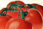 Москва: Нет необходимости увеличивать квоту на импорт в РФ турецких помидоров раньше осени