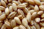 Калын: Проблемы экспорта зерна можно решить в течение двух недель