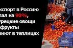 Экспорт в Россию упал на 90%, турецкие овощи и фрукты гниют в теплицах