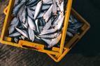 Экспорт рыбы и морепродуктов в Турции достиг 485 млн долларов