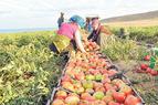 РФ и Турция могут решить проблемы поставок сельхозтоваров в ближайшие недели