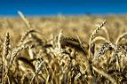 Переговоры по поставкам зерна с Турцией пройдут в России после 16 апреля