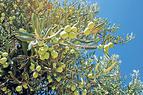 НПО выступают против уничтожения оливковых рощ для строительства электростанции 