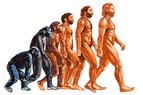 Министерство образования Турции планирует полностью заменить теорию эволюции из занятий по биологии на креационизм