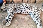 В Диярбакыре оштрафован пастух, убивший леопарда