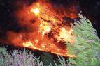 ВС Турции участвуют в тушении лесного пожара в Измире