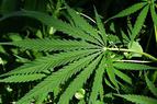 В провинции Муш изъяли 120 кг марихуаны