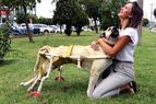 В Турции пёс с парализованными задними лапами снова получил возможность ходить