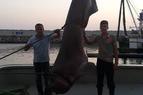 В сети рыбаков в Турции попала пятиметровая акула весом около тонны
