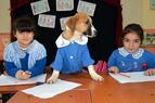 В Турции спасённый щенок посещает занятия в деревенской школе