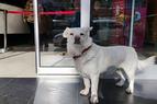 В Турции у входа в больницу собака ждала своего больного хозяина целую неделю