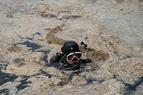 Эксперты: 60% видов в Мраморном море исчезли из-за «морских соплей»