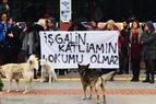 Студенты турецкого Босфорского университета выпущены из под стражи