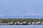Тысячи фламинго вылупились в турецком национальном парке Измира