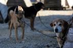 Турецкое правительство отозвало спорные поправки к закону о защите животных