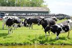 Турция высылает голландских коров