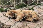 Исследование: Изменение климата вызвало стресс у животных в зоопарке Антальи