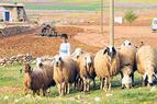 Жителям небольшой деревни на юго-востоке Турции удалось сохранить редких Нордузских овец