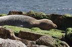 Любители сапбордов в Анталье представляют опасность для редких тюленей-монахов