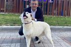 Лидер НРП раскритиковал законопроект о бродячих собаках