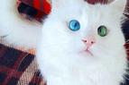 Самого красивого кота с разноцветными глазами нашли в Турции