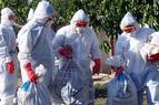 В западном турецком городе из-за птичьего гриппа объявлен карантин