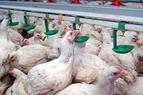 Птичий грипп распространился на запад и на север Турции