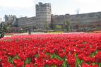 В Стамбуле откроется музей тюльпанов