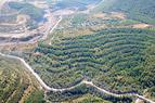 Аргументы властей Турции в целесообразности вырубки деревьев в лесах Акбелена