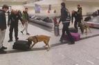 Турецкая полиция использовала собак для обыска голландских пассажиров в аэропорту Стамбула