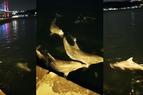В проливе Босфор дельфины «устраивают представления»